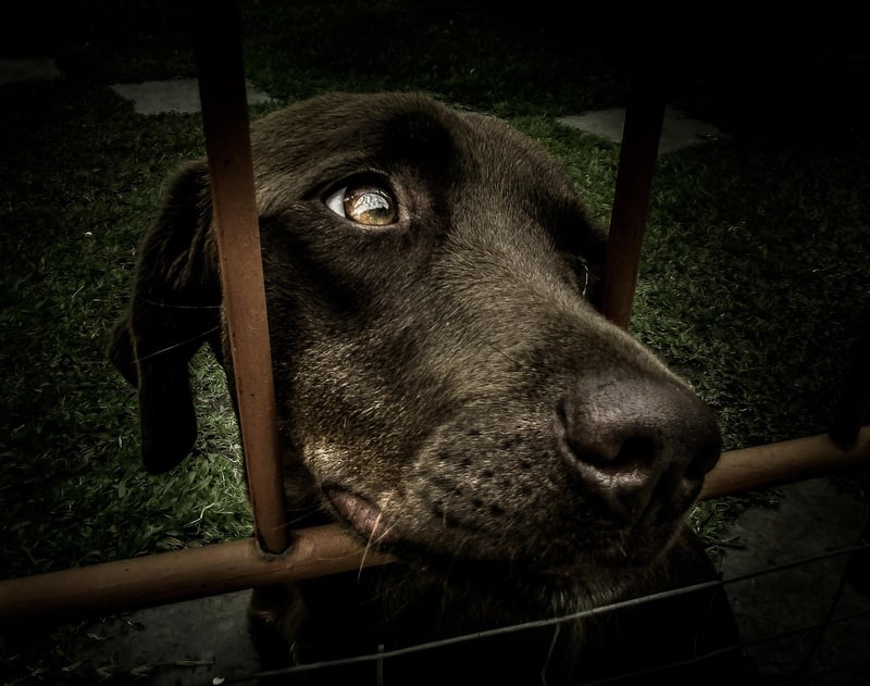 Pet Adoptions